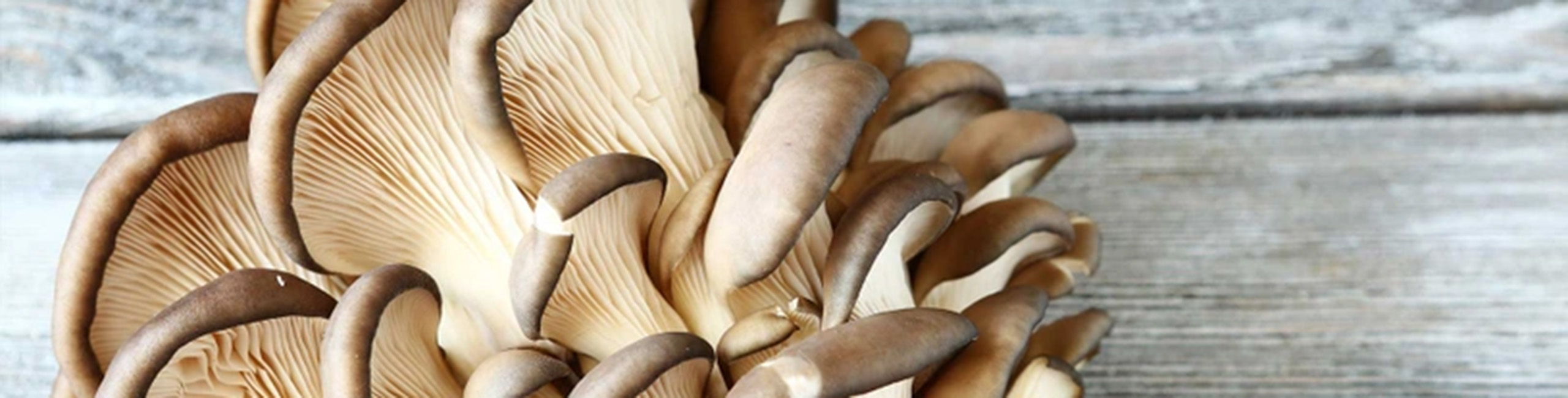 Bukovača, jedan od glavnih sastojaka u proizvodima Defendyl-Imunoglukan.