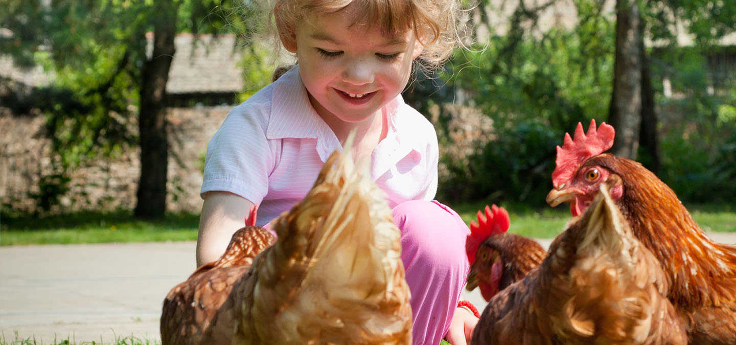 Devojka hrani piliće.