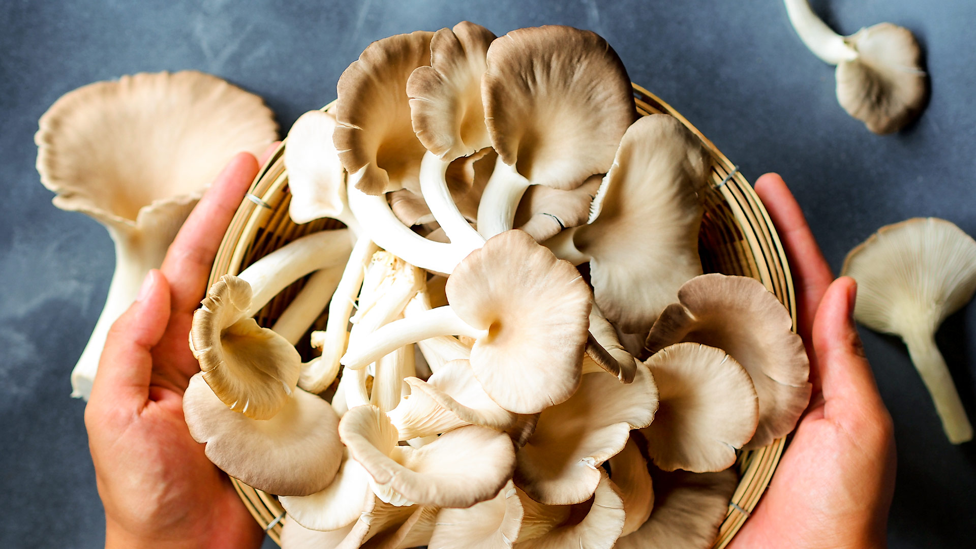 Bukovača, jedan od glavnih sastojaka u proizvodima Defendyl-Imunoglukan.