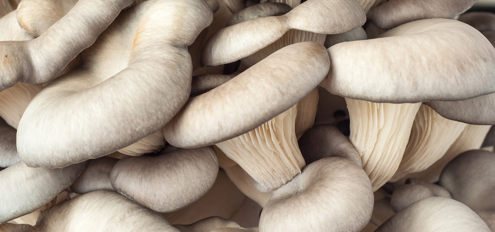 Bukovača, jedan od glavnih sastojaka u proizvodima Defendyl-Imunoglukan.